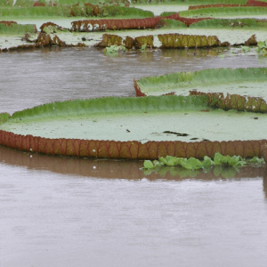 Large green water lilies in Manaus